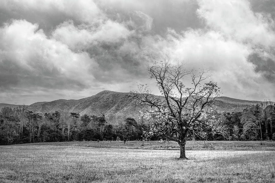 Lone Tree at Cades Cove Townsend Tennessee Black and White Photograph by Debra and Dave Vanderlaan