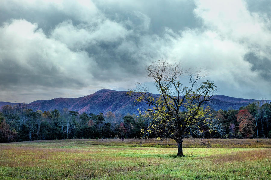 Lone Tree at Cades Cove Townsend Tennessee Photograph by Debra and Dave Vanderlaan