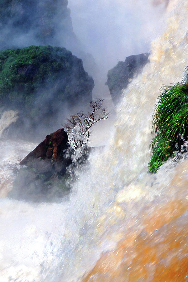 Lone Tree at Iguazu Photograph by Jerry Griffin