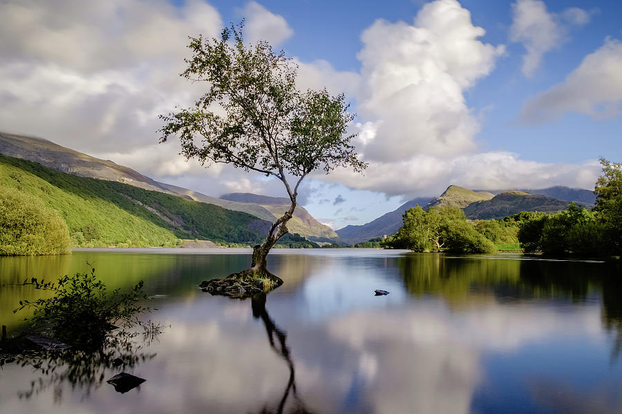 Lone Tree at Llyn Padarn, Snowdonia Photograph by Peter O'Reilly - Fine ...