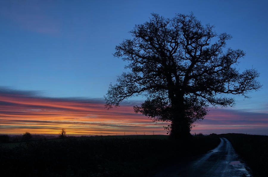 Lone tree at sunrise Photograph by Pete Hemington