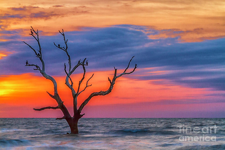 Lone Tree at Sunrise South Carolina Photograph by Teresa Jack