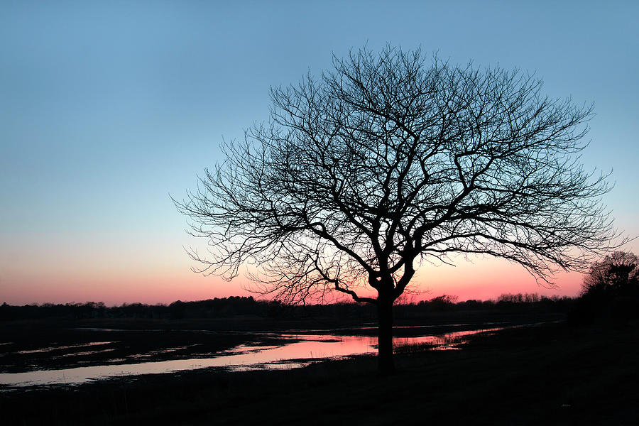 Nature Photograph - Lone Tree at Sunset by Betty Denise