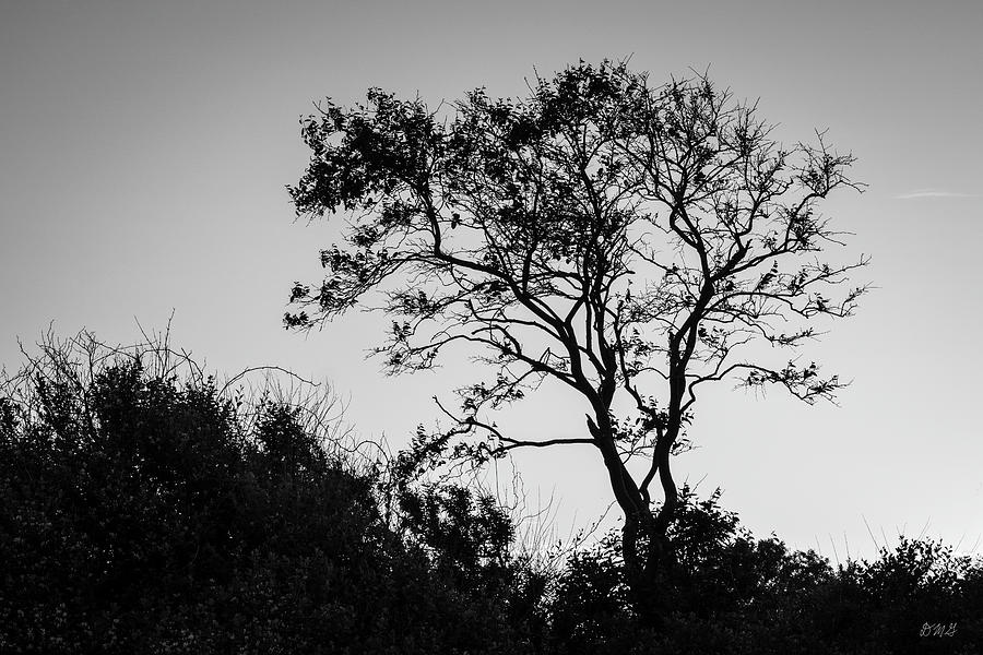 Lone Tree at Sunset BW Photograph by David Gordon