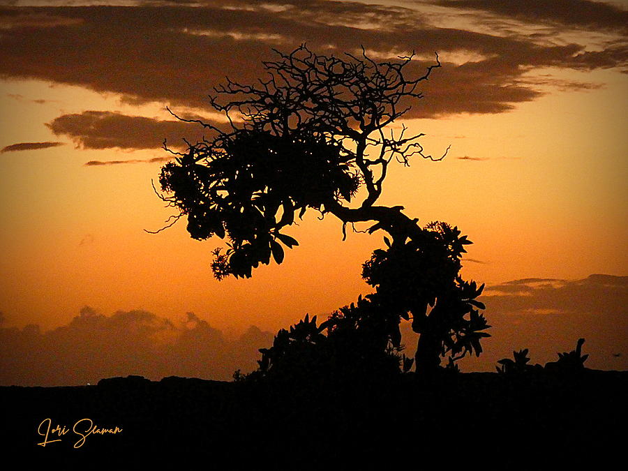 Lone Tree At Sunset Photograph by Lori Seaman
