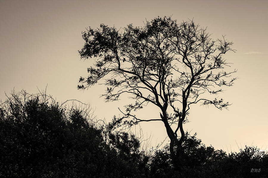 Lone Tree at Sunset Toned Photograph by David Gordon