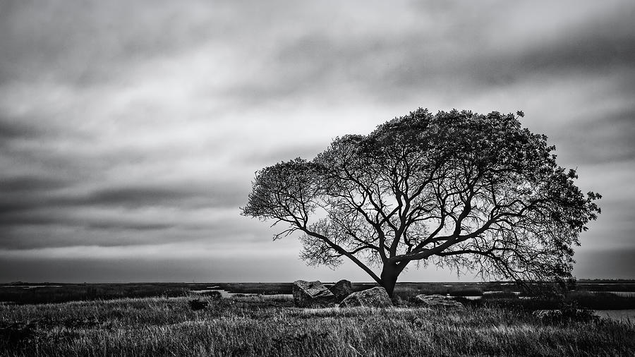 Lone Tree At The Salt Marsh Photograph by Mike Schaffner