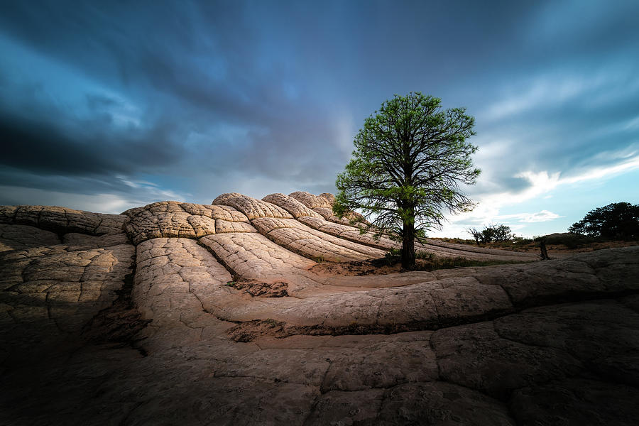Tree Photograph - Lone Tree at White Pocket by Larry Marshall