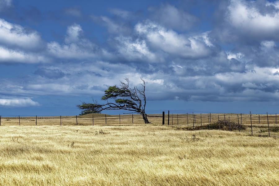 Lone Tree Awash In A Sea Of Golden Grass Photograph