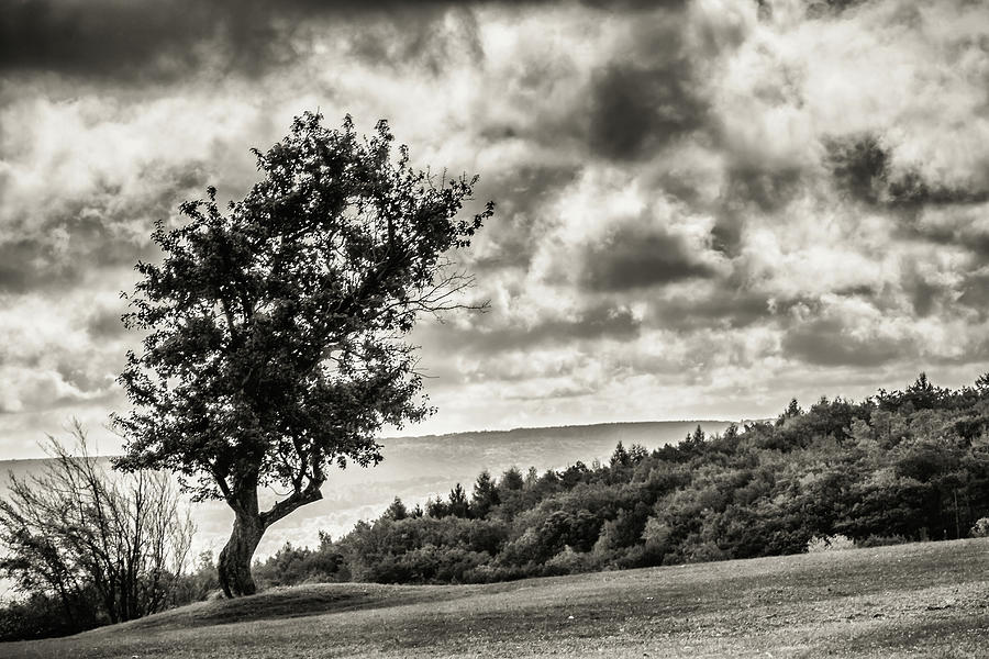 Lone Tree - Bristol BW Photograph by Joann Long