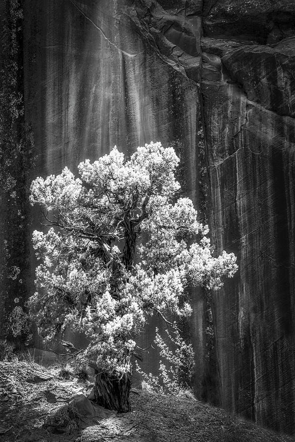 Lone Tree Capitol Reef  BW Photograph by Susan Candelario