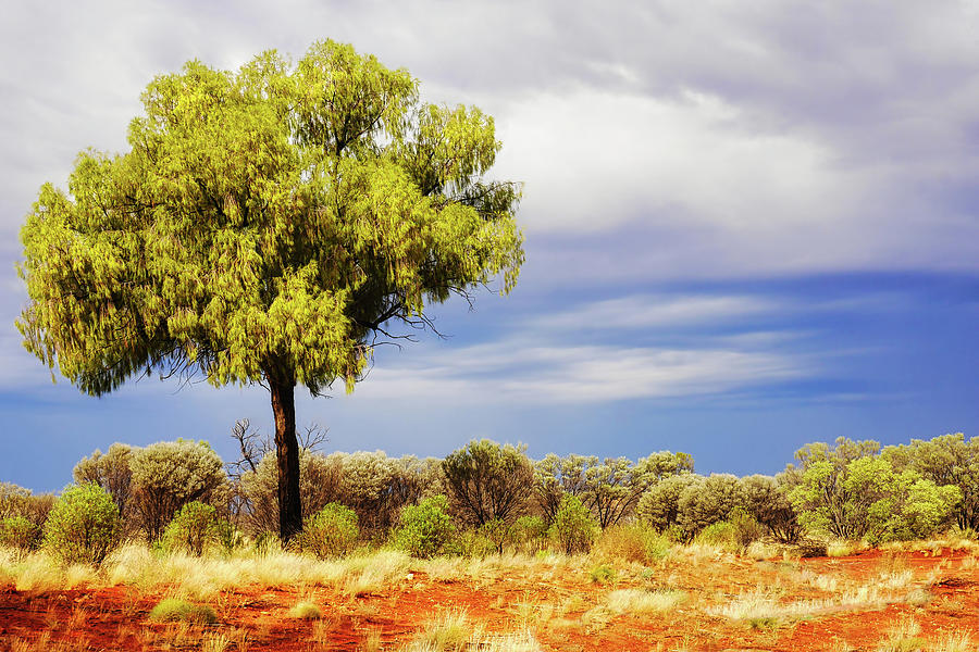 Lone Tree - Central Australia Photograph by Lexa Harpell