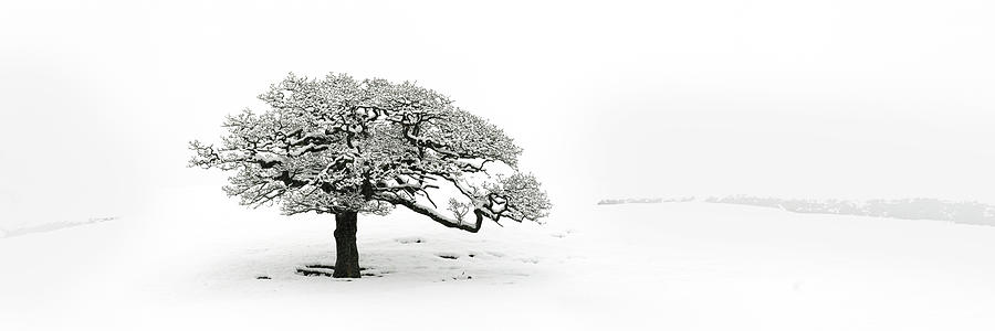 Lone tree covered in snow in the yorkshire dales Photograph by Sonny Ryse