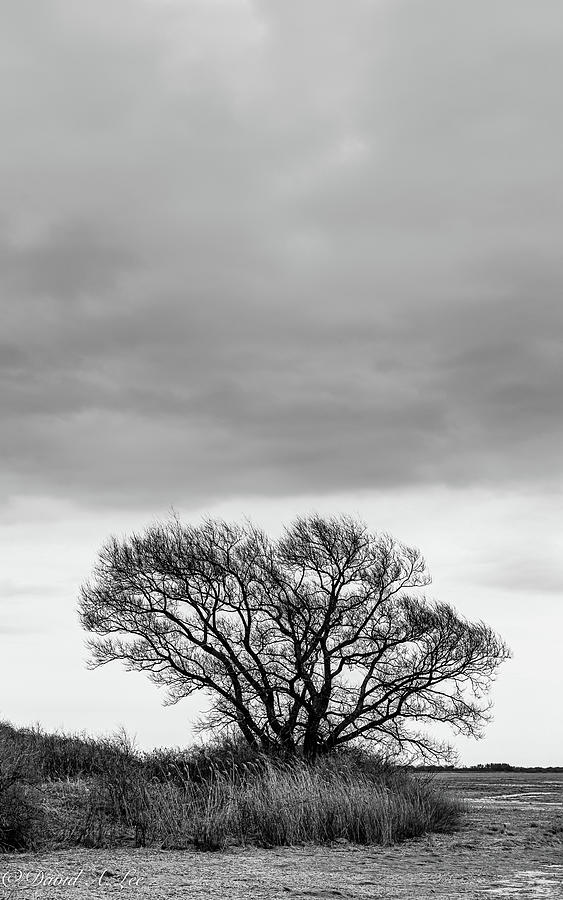 Lone Tree Photograph by David Lee