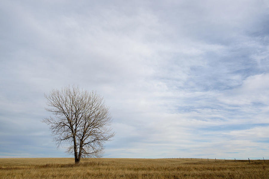 Lone Tree Photograph by Donald Tredinnick Lone Tree Photograph by Donald Tredinnick