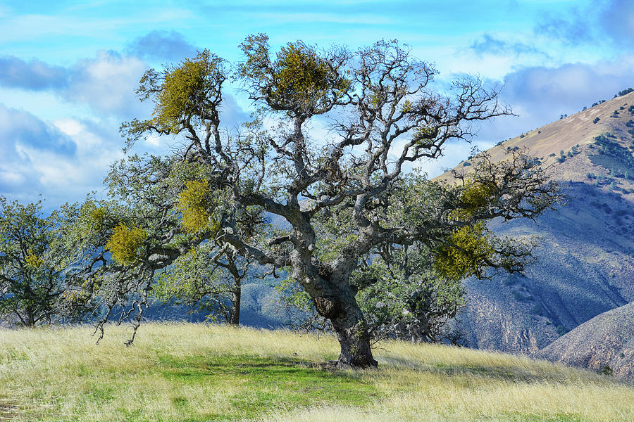 Lone Tree Figueroa Mountain Photograph by Kyle Hanson