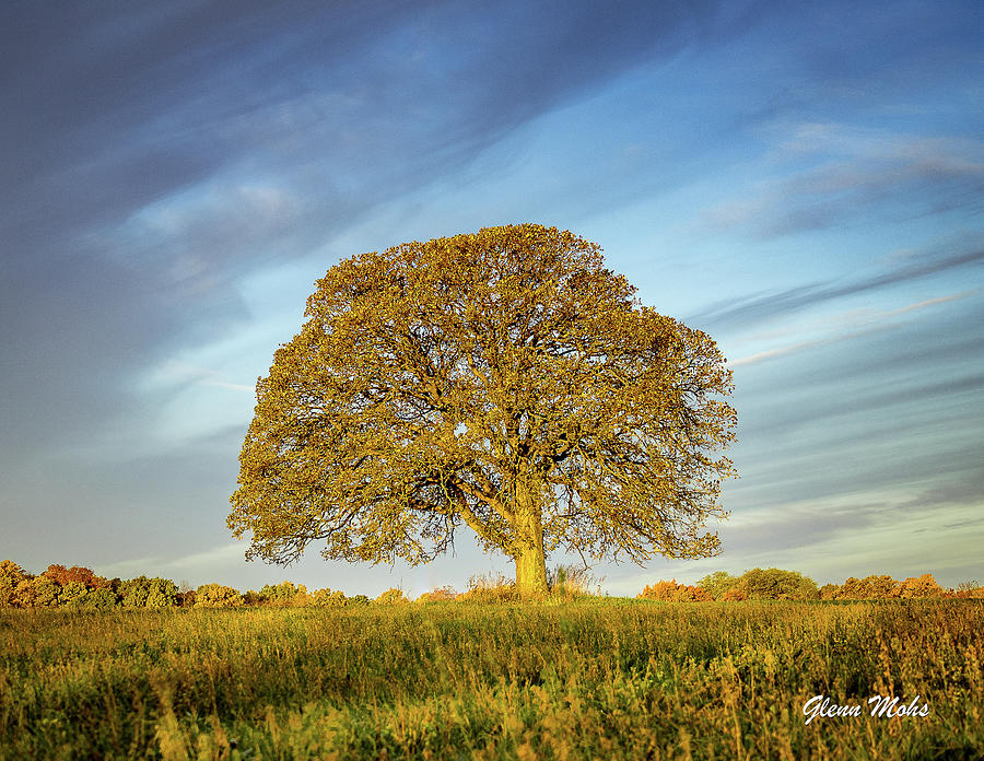 Lone Tree Photograph by GLENN Mohs