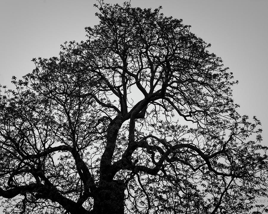Lone Tree Gloucester MA BW Photograph by David Gordon