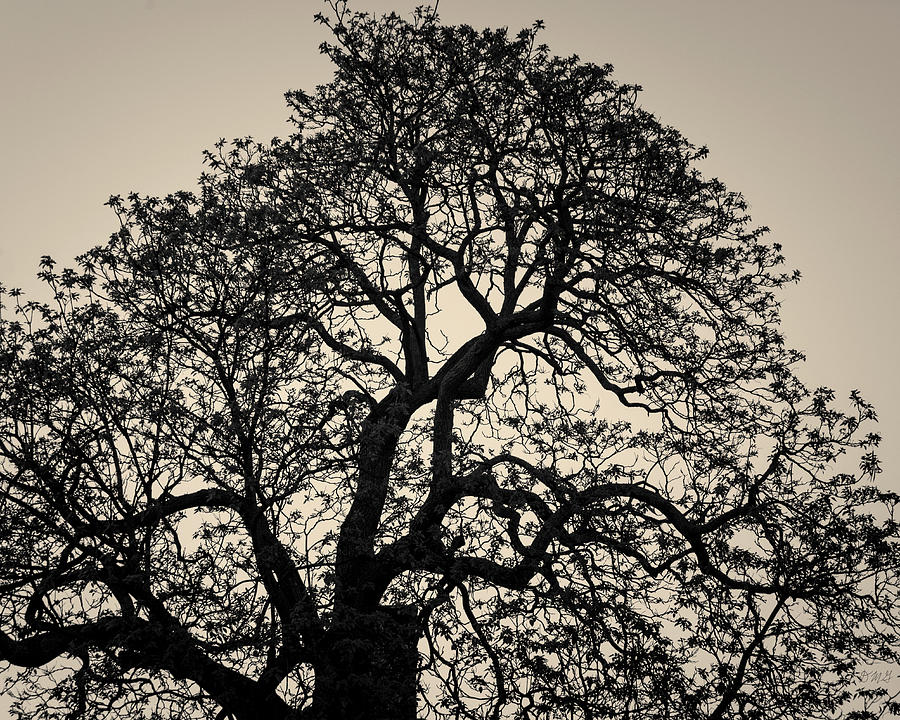 Lone Tree Gloucester MA Toned Photograph by David Gordon