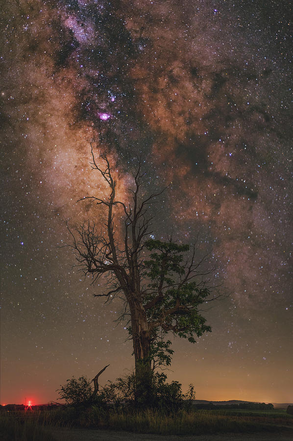 Lone Tree Photograph by Grant Twiss