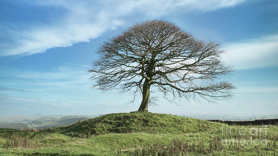 Lone Tree, Grindon Moor, Peak District National Park Photograph by Philip Preston