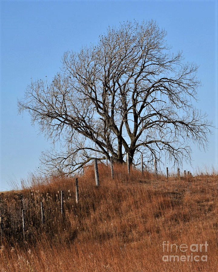 Lone Tree Hill Photograph by Kathy M Krause
