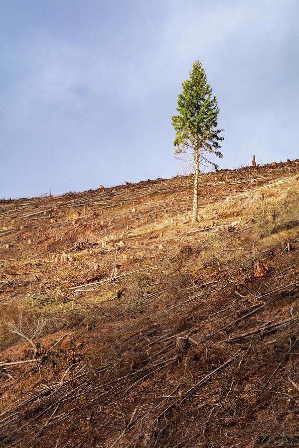 Lone Tree in a Clearcut Photograph by Catherine Avilez