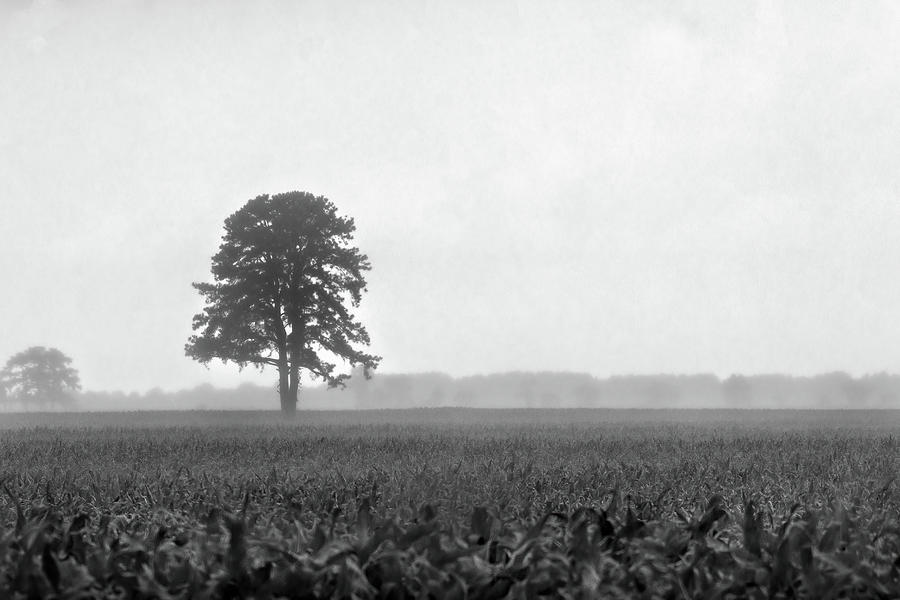 Lone Tree In A Field On A Rainy Day Photograph