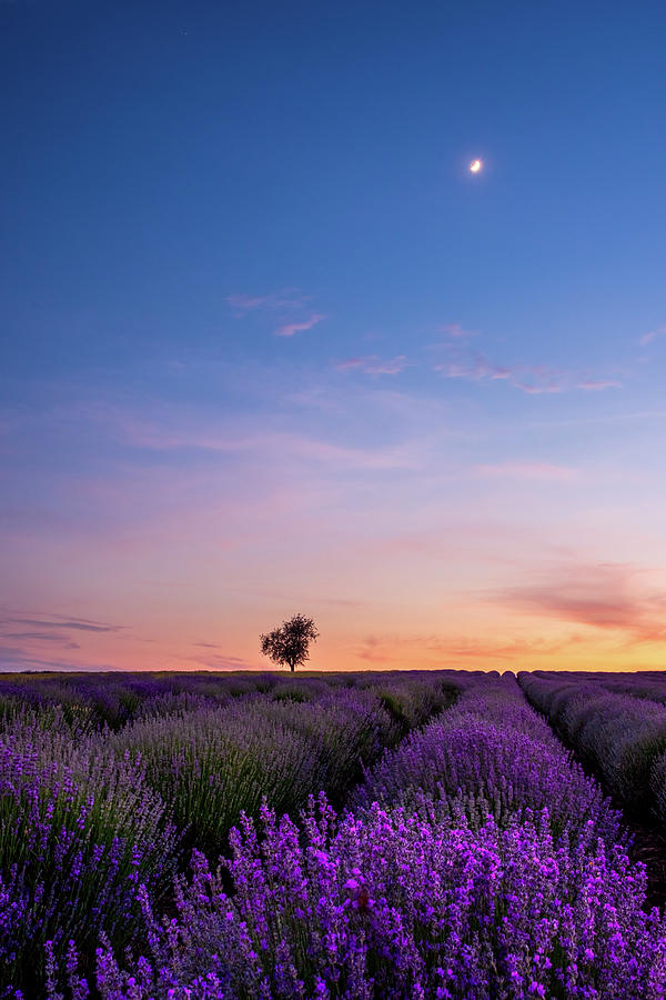Lone Tree in a Lavender Field under the Moonlight Photograph by Alexios Ntounas