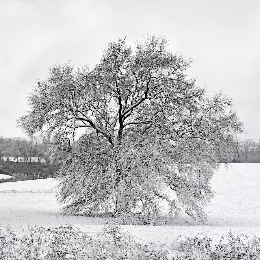 Lone Tree In A Snowy Field 001 Photograph by George Bostian