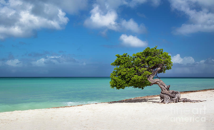 Lone Tree in Aruba Photograph by Brian Jannsen