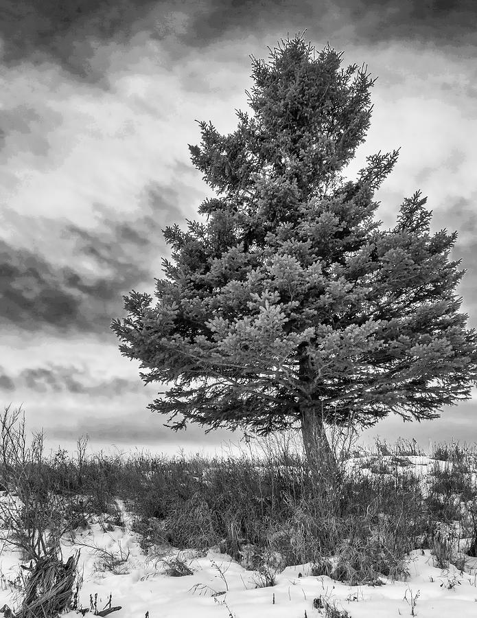Black And White Photograph - Lone Tree in Black and White by Phil And Karen Rispin