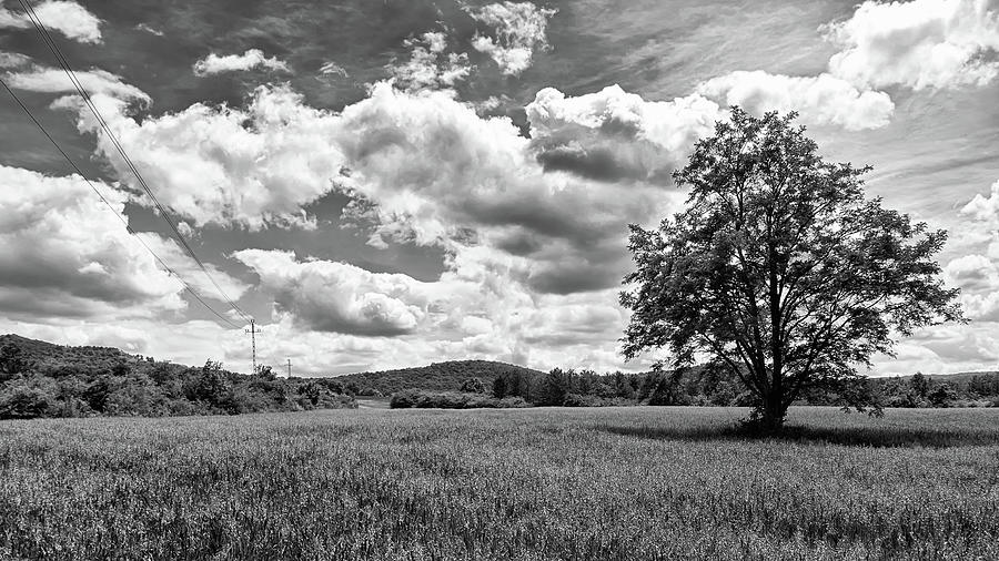 Lone Tree In Black And White Photograph