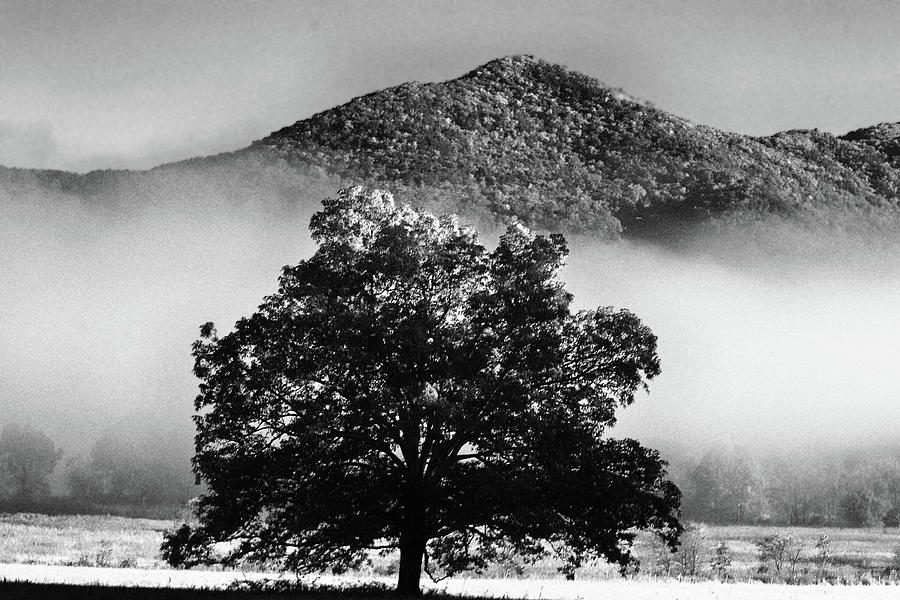 Lone Tree In Cades Cove 005 bw Photograph by George Bostian
