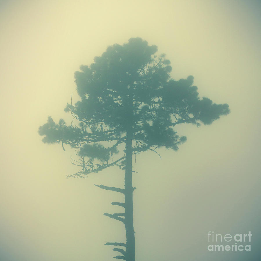 Lone Tree In Fog Photograph by THP Creative
