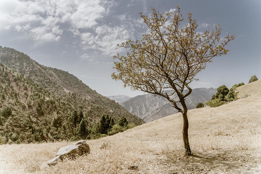 Lone tree in Hissar Valley Photograph by Alexey Stiop