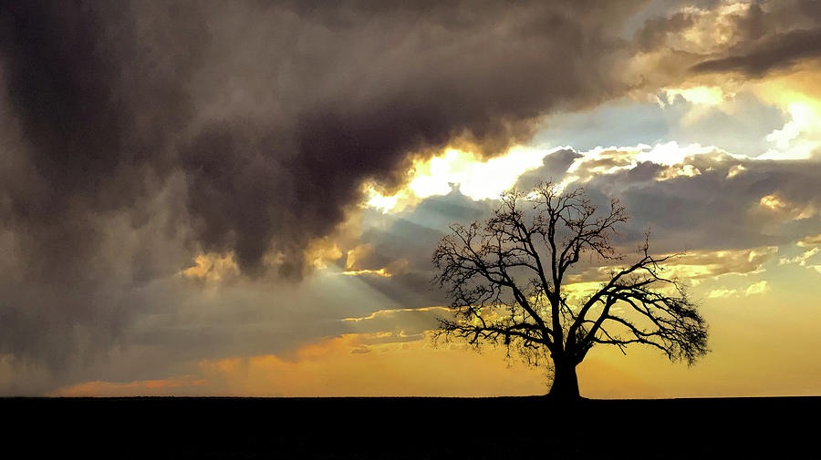 Lone Tree in Morning Light Photograph by Don Schwartz