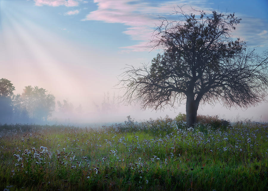 Lone Tree in Pasture Photograph by Dan Jurak