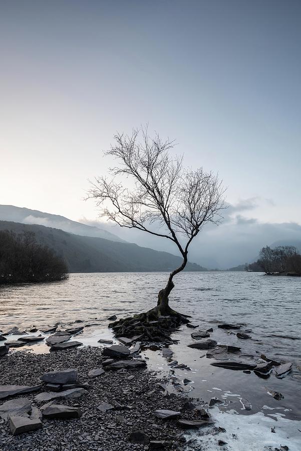 Lone Tree In Portrait, Llanberis, Snowdonia, Wales, UK Photograph by Sarah Howard