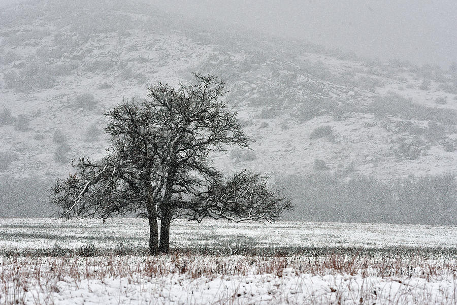 Lone Tree in Snow, Wichita Mountains Photograph by Cindy McIntyre