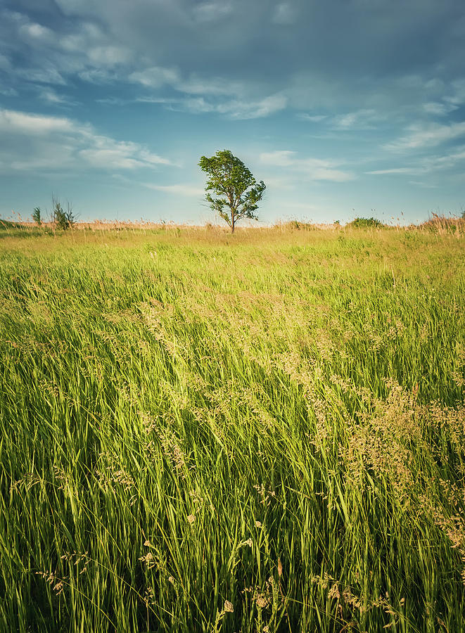 Lone Tree In The Field Photograph