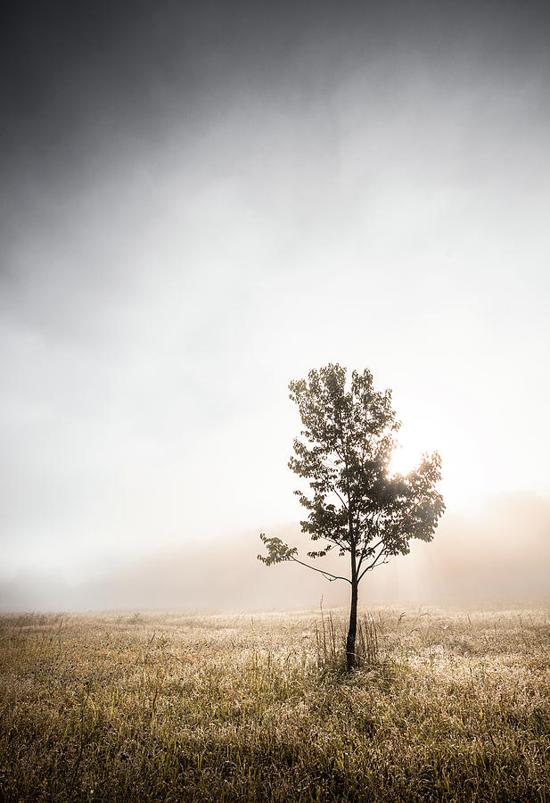 Lone Tree In The Fog Photograph by Jordan Hill