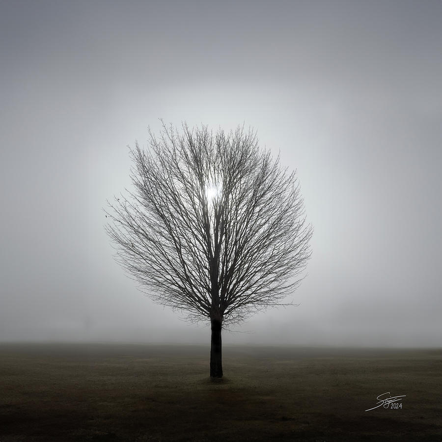 Lone Tree in the Fog Photograph by Rick Stringer