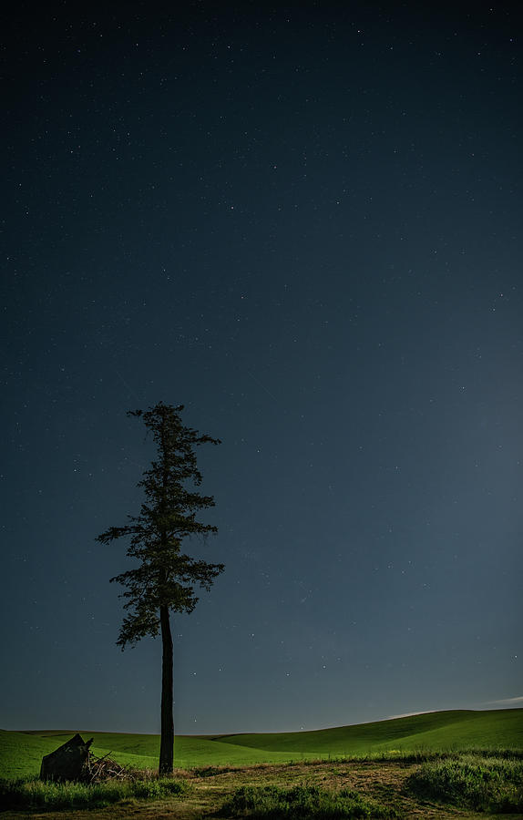 Lone Tree in the Moonlight Photograph by Marcy Wielfaert