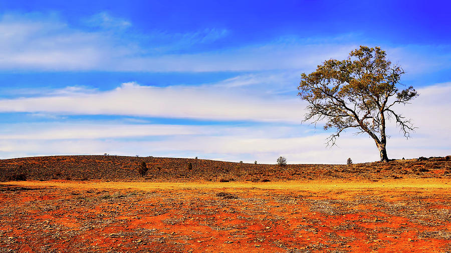 Lone Tree in the Outback Photograph by Lexa Harpell