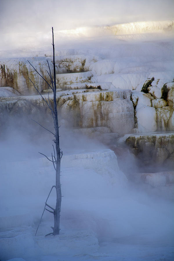 Lone Tree in Winter at Canary Springs in Yellowstone Photograph by Bruce Gourley