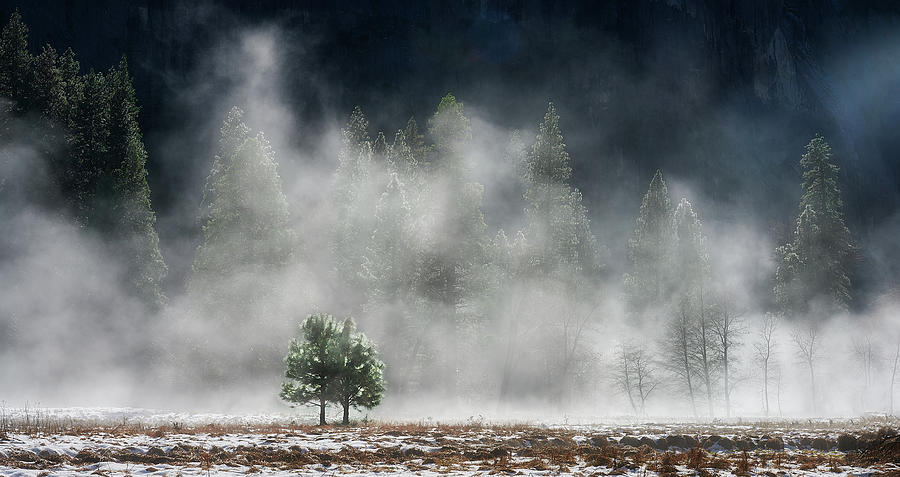 Lone Tree in Yosemite Fog Photograph by Jon Glaser