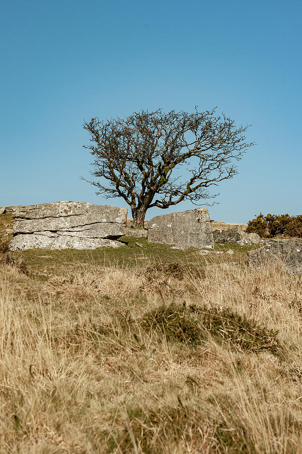 Lone Tree iv Photograph by Helen Jackson
