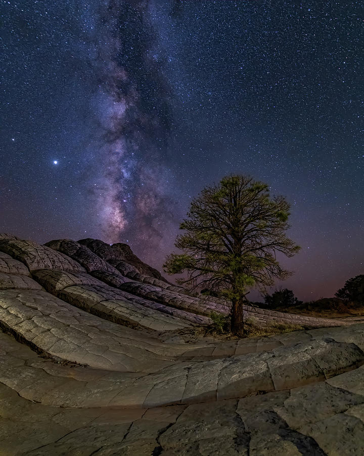 Lone Tree Photograph by John Wilbur Lone Tree Photograph by John Wilbur