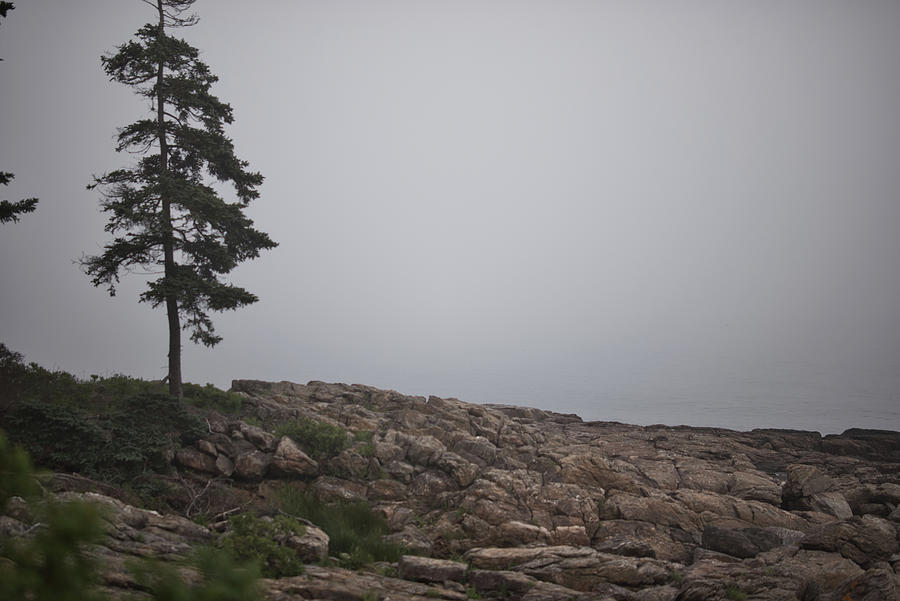 Maine Photograph - Lone Tree by Jonathan Sabin Maine Photograph - Lone Tree by Jonathan Sabin